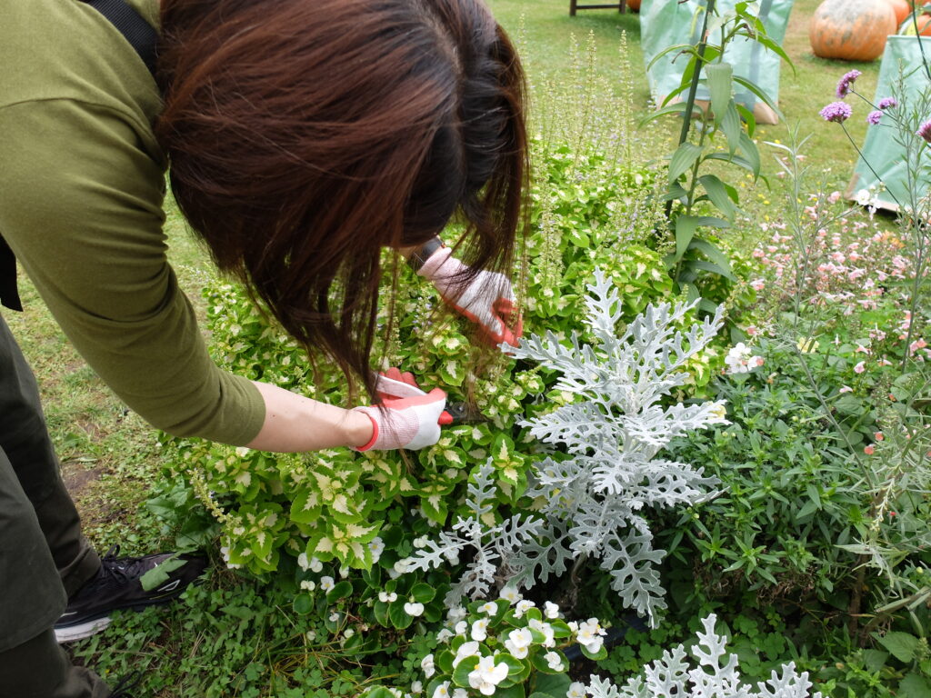 2024年さっぽろまちづくりガーデニング講座＜課外活動＞一年草花壇メンテナンス第4回目-メンテナンス風景