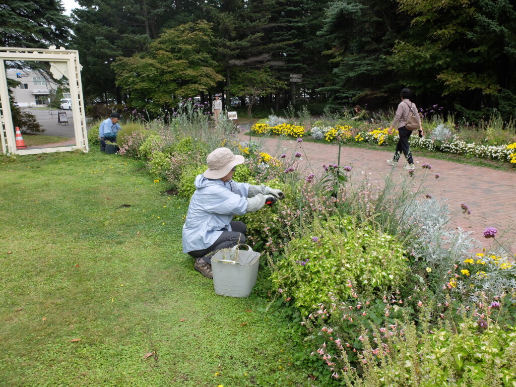 2024年さっぽろまちづくりガーデニング講座＜課外活動＞一年草花壇メンテナンス第4回目-メンテナンス風景