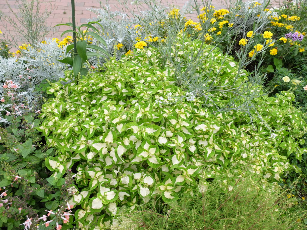 2024年さっぽろまちづくりガーデニング講座＜課外活動＞一年草花壇メンテナンス第4回目-メンテナンス後のコリウスの様子