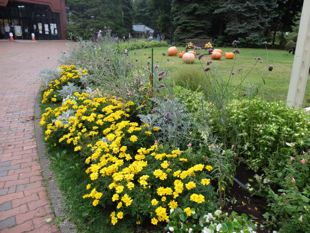 2024年さっぽろまちづくりガーデニング講座＜課外活動＞一年草花壇メンテナンス第4回目-メンテナンス後の花壇の様子