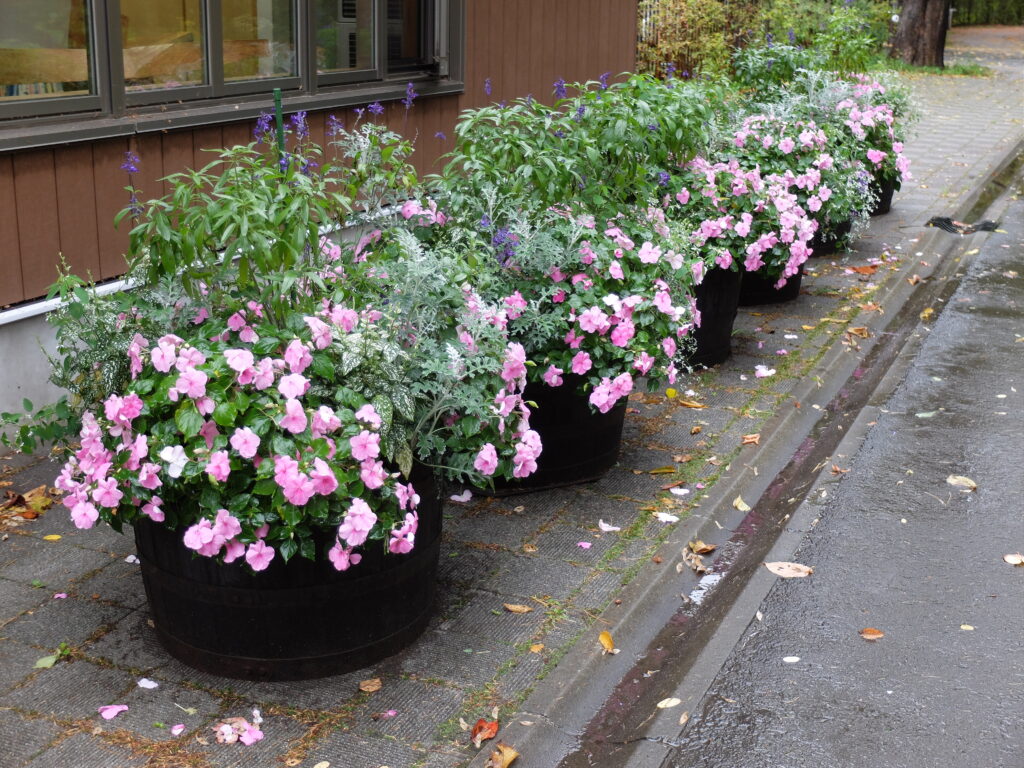 2024年さっぽろまちづくりガーデニング講座第15回目-植え替え前のコンテナの様子