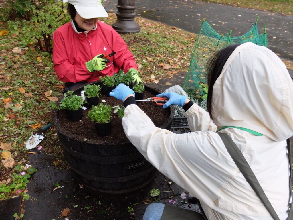 2024年さっぽろまちづくりガーデニング講座第15回目-実習風景