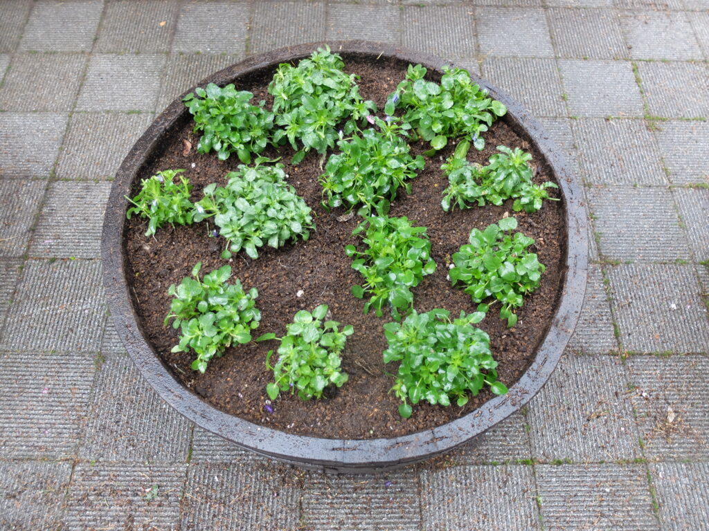 2024年さっぽろまちづくりガーデニング講座第15回目-完成したコンテナガーデン