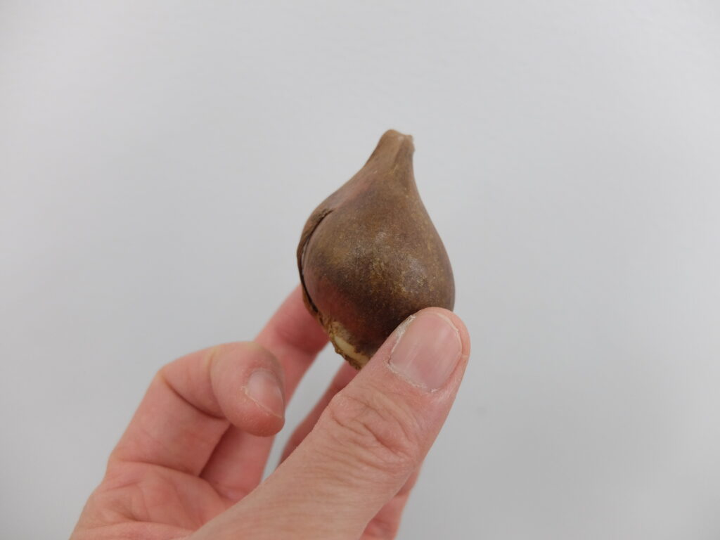 2024年札幌市都市緑化基金講習会「春待つ秋の寄せ植えコンテナづくり」-チューリップの球根