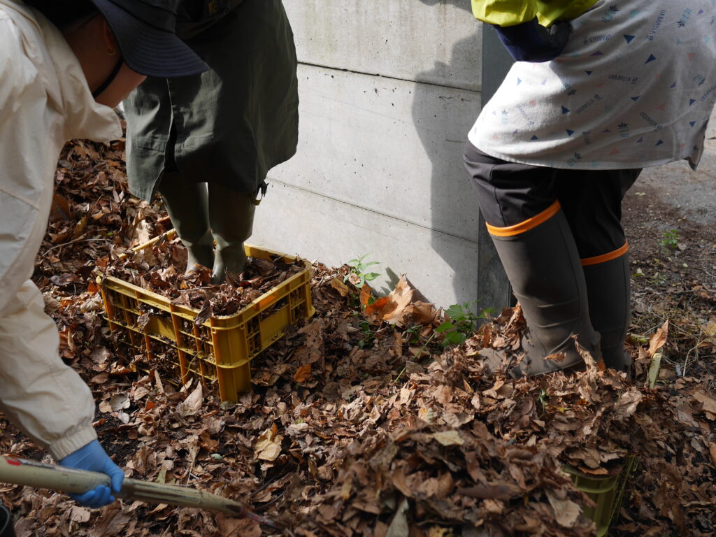 2024年さっぽろまちづくりガーデニング講座第16回目-実習風景（落ち葉堆肥つくり）