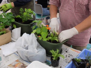 さっぽろまちづくりガーデニング講座2024年小さなポタジェづくり