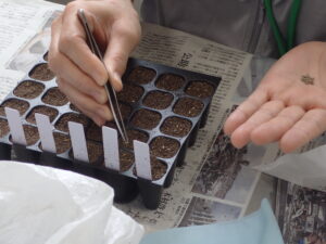 さっぽろまちづくりガーデニング講座2024年播種・育苗