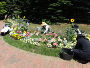 さっぽろまちづくりガーデニング講座2024年花壇メンテンス