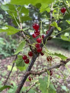 レッドカランツ