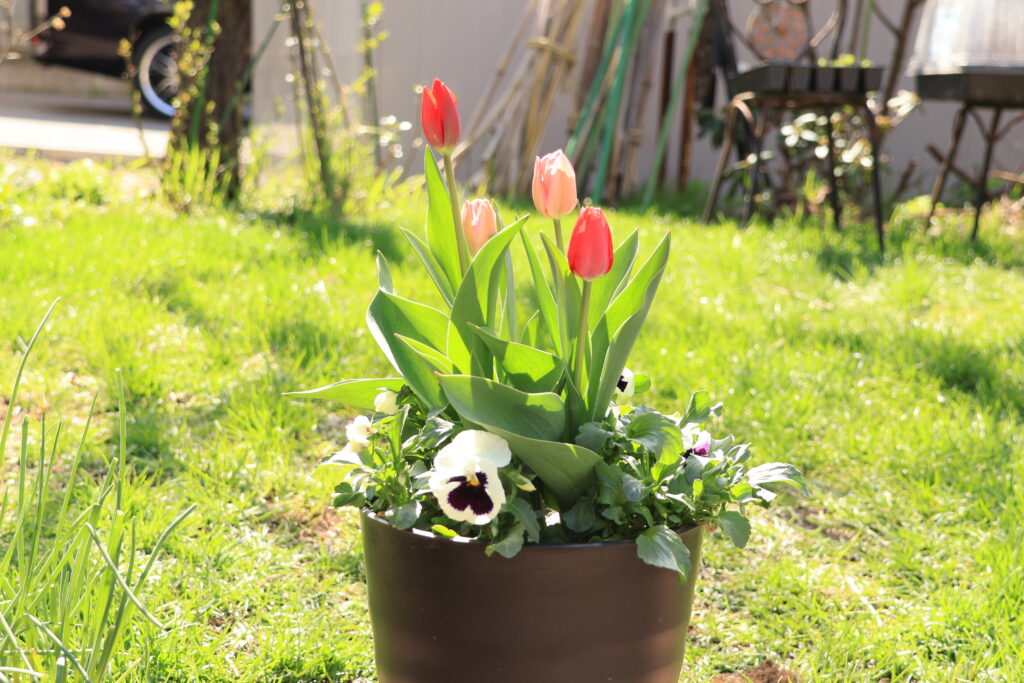 チューリップ・パンジー・ビオラ2025.4.28投稿