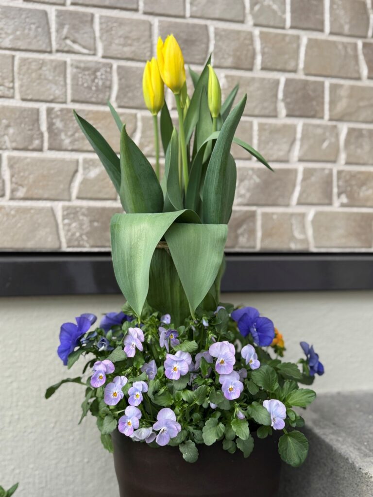 チューリップ・パンジー・ビオラ2025.4.8投稿