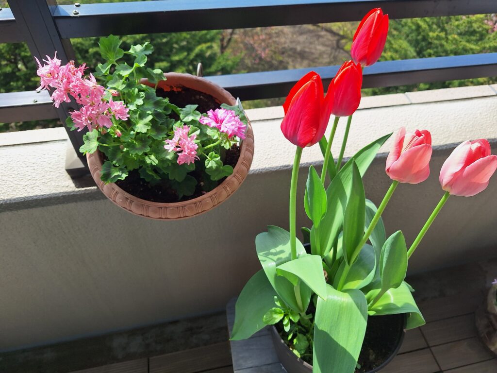 チューリップ・パンジー・ビオラ2025.5.11投稿