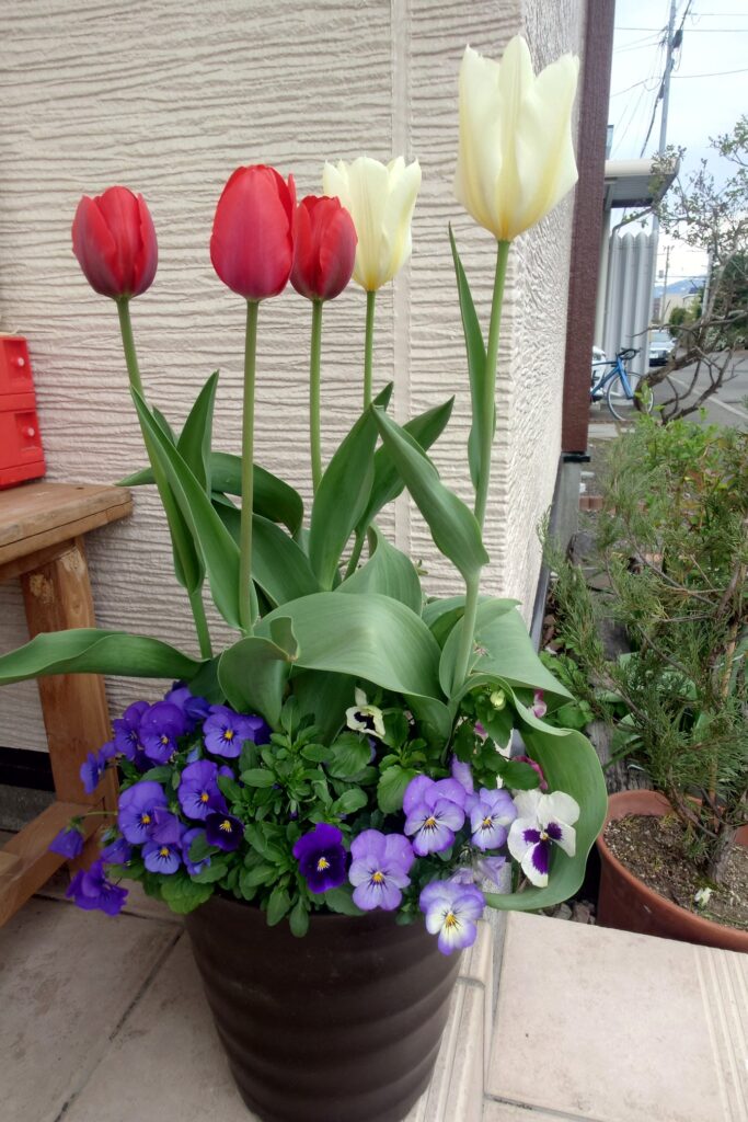 チューリップ・パンジー・ビオラ2025.5.11投稿
