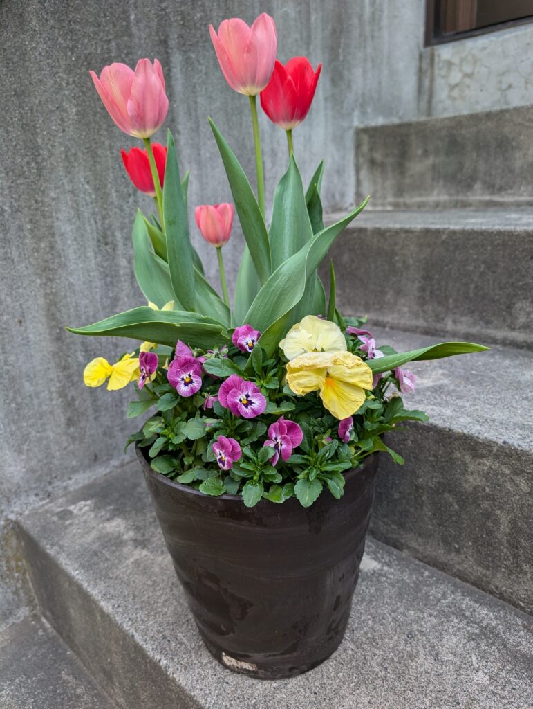 チューリップ・パンジー・ビオラ2025.5.13投稿