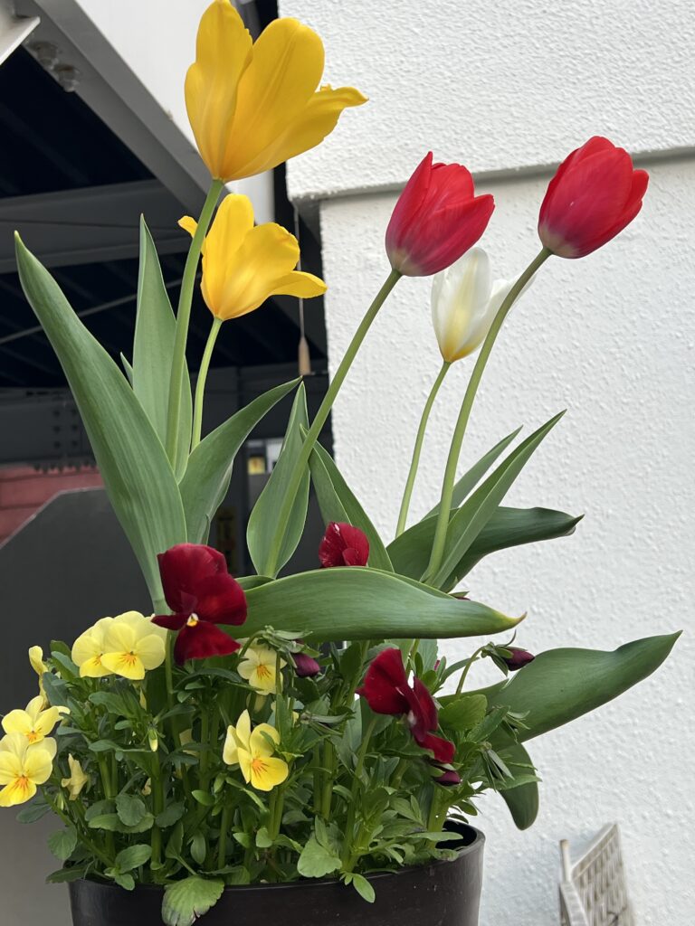 チューリップ・パンジー・ビオラ2025.5.16投稿