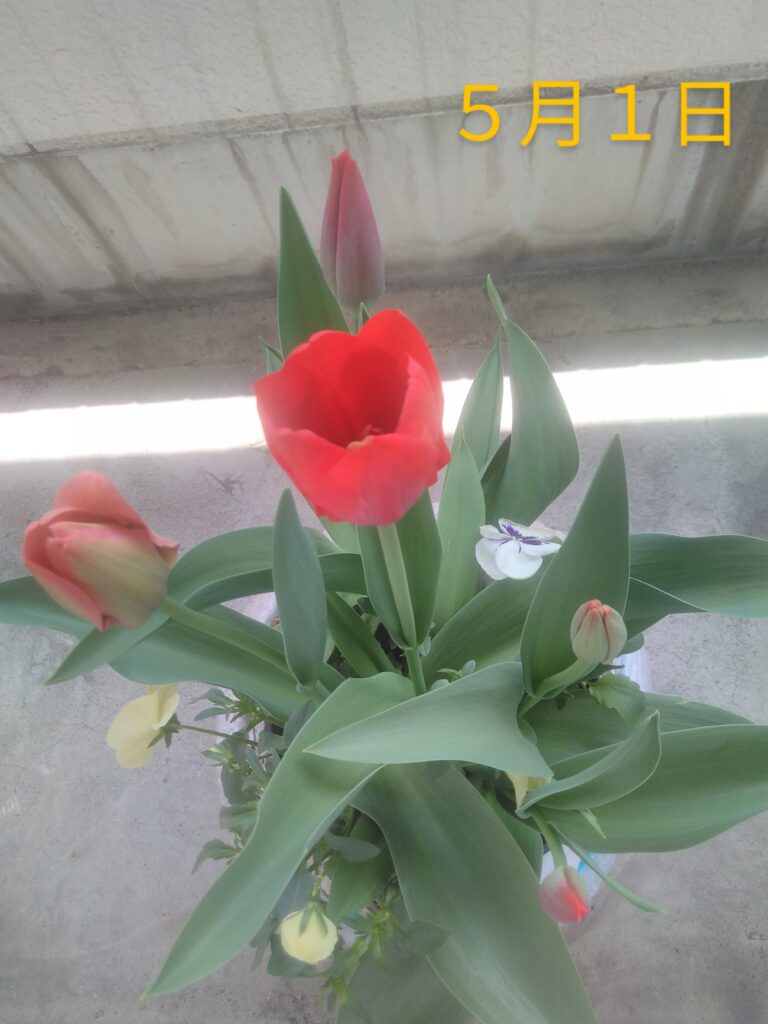 チューリップ・パンジー・ビオラ2025.5.1投稿