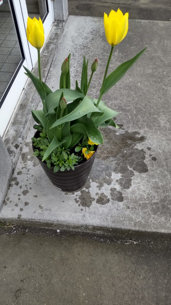 チューリップ・パンジー・ビオラ2025.5.6投稿