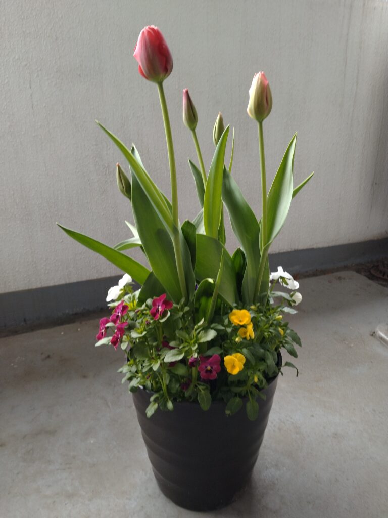 チューリップ・パンジー・ビオラ2025.5.7 投稿