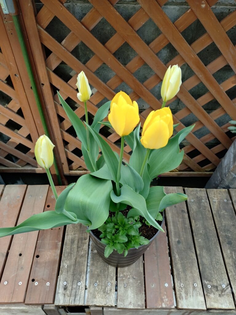 チューリップ・パンジー・ビオラ2025.5.7投稿