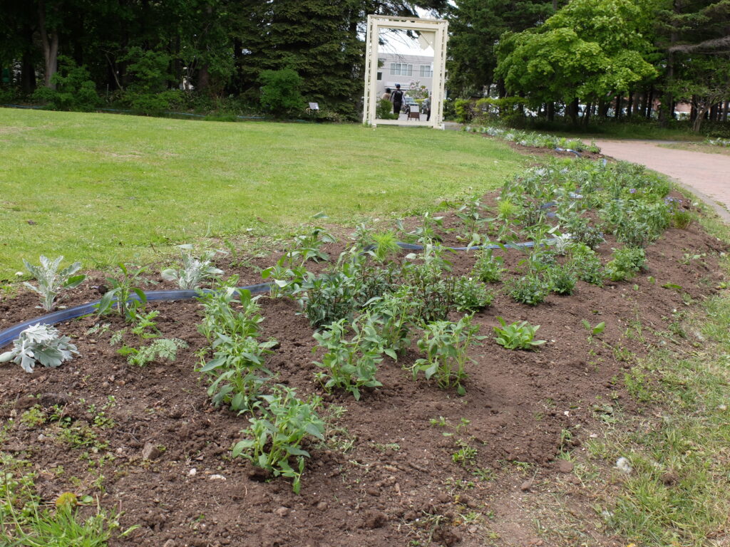 2025年さっぽろまちづくりガーデニング講座第5回目－実習終了後の花壇の様子