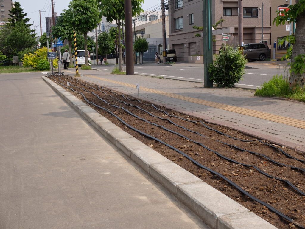 2025年さっぽろまちづくりガーデニング講座第6回目－植栽後の花壇の様子