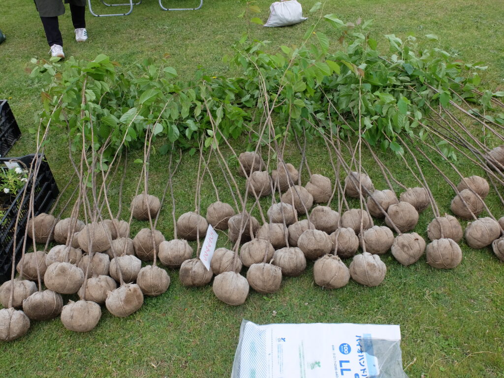 北海道花の会・中道リース株式会社様寄贈エゾヤマザクラの苗木