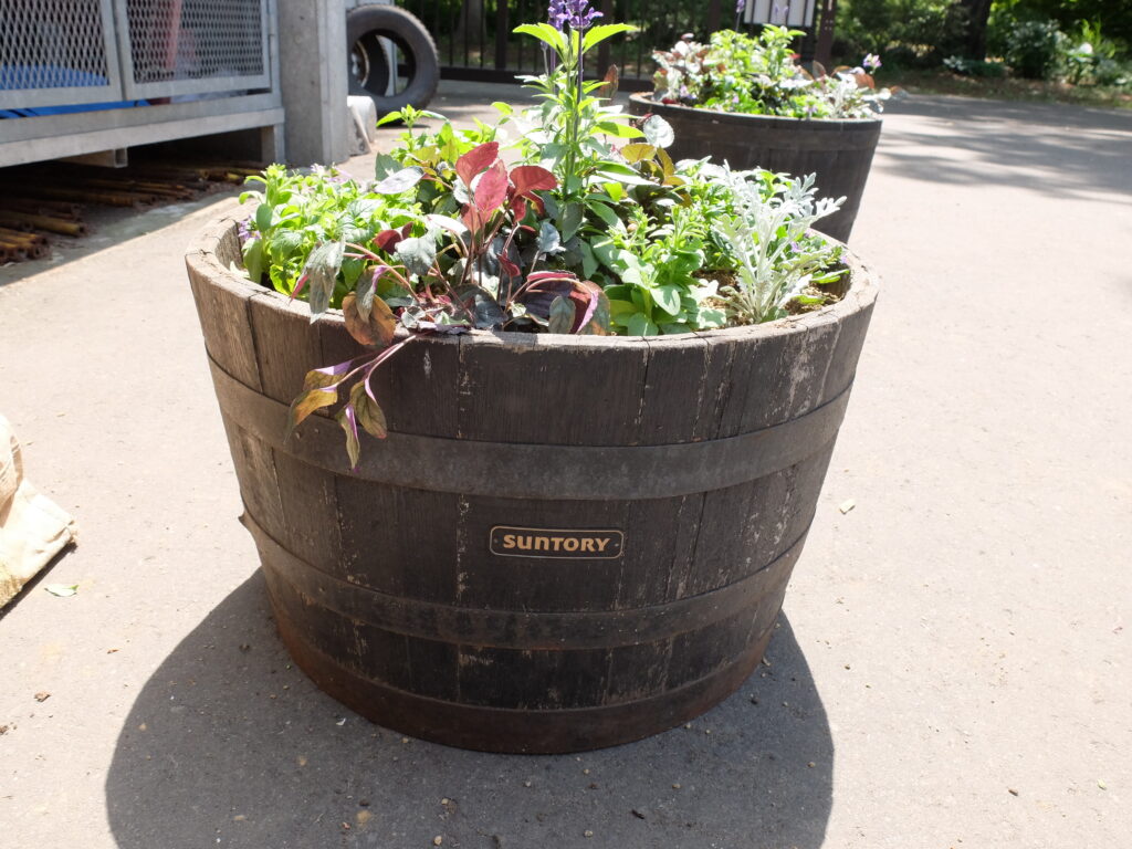 2025年さっぽろまちづくりガーデニング講座第7回目－完成したコンテナガーデン