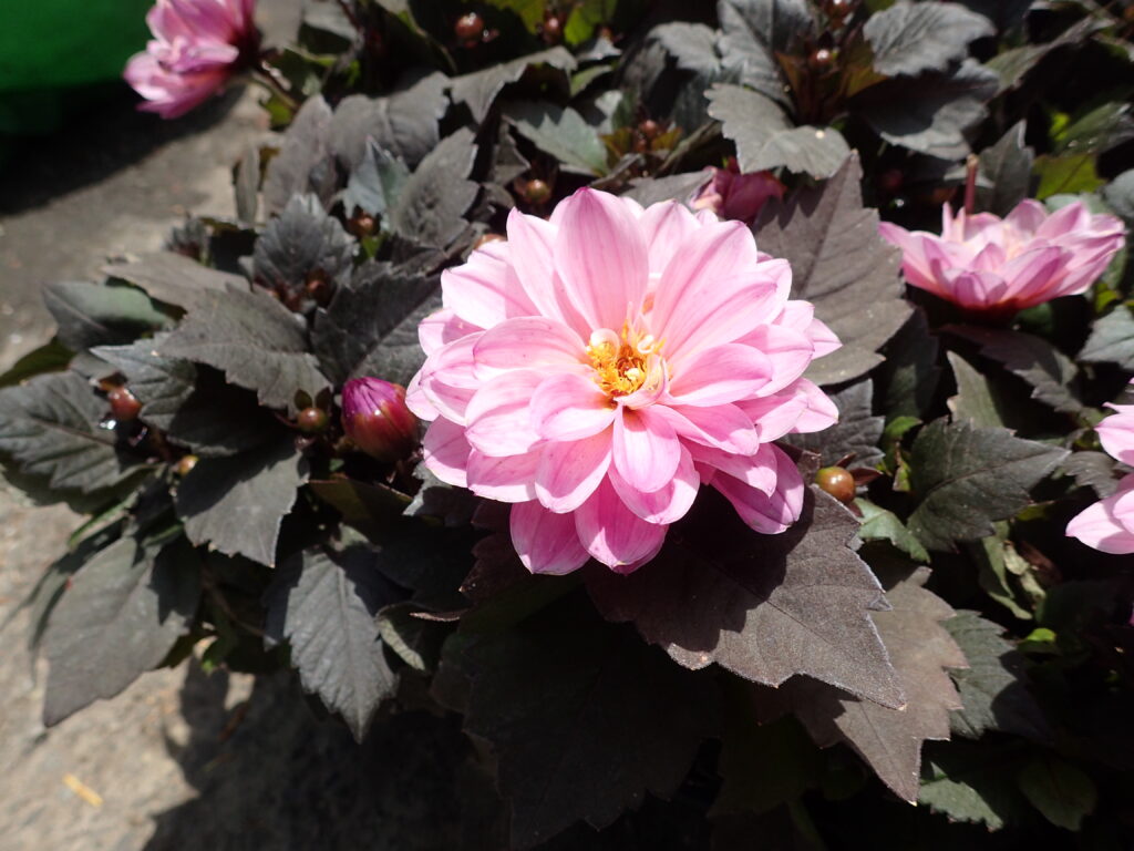 2025年さっぽろまちづくりガーデニング講座第7回目－コンテナガーデン使用植物（ダリア）