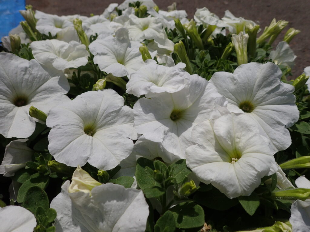 2025年さっぽろまちづくりガーデニング講座第7回目－コンテナガーデン使用植物（ペチュニア）