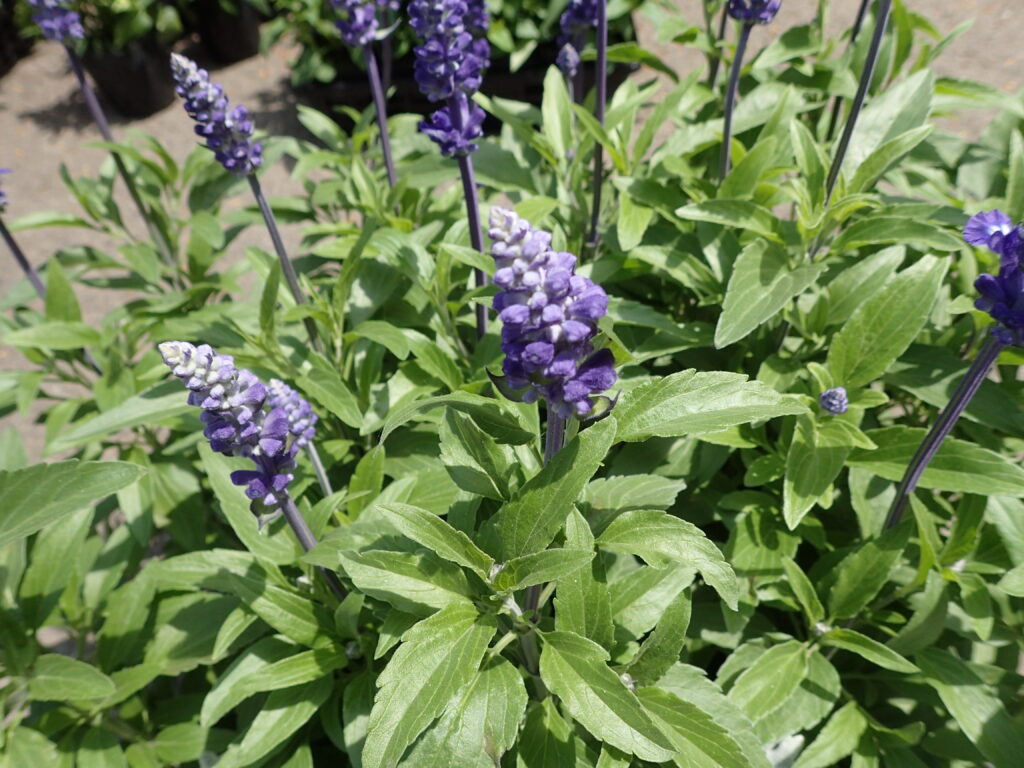 2025年さっぽろまちづくりガーデニング講座第7回目－コンテナガーデン使用植物（サルビア・ファリナセア）