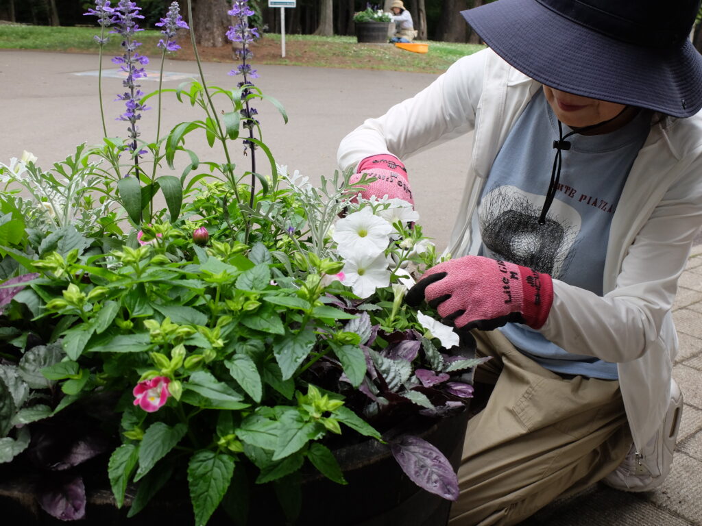 2025年さっぽろまちづくりガーデニング講座課外活動メンテナンス（円山公園①）－メンテナンス活動の様子