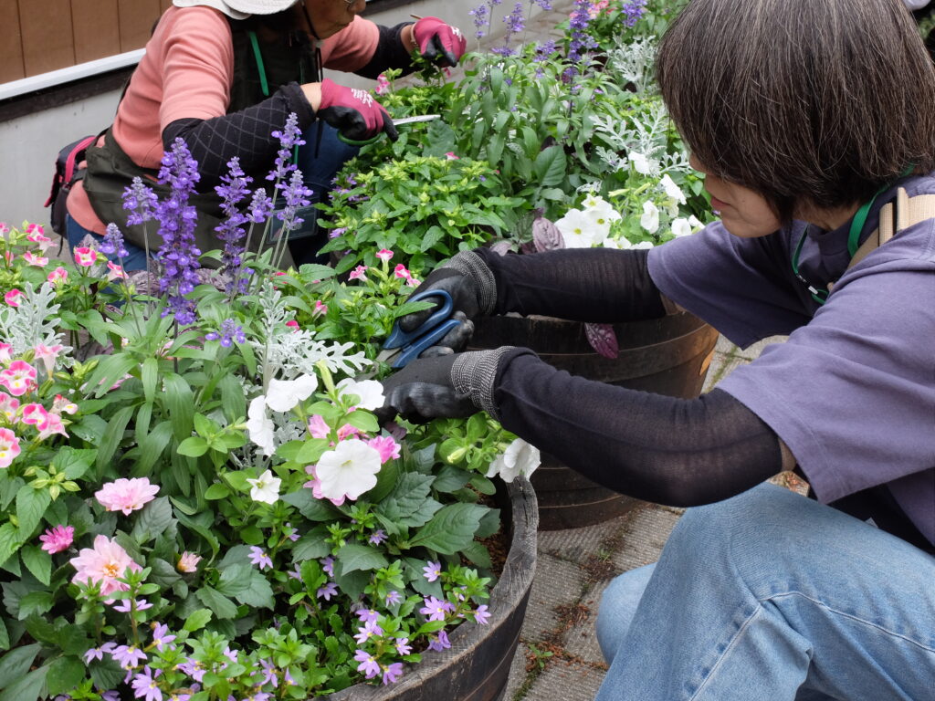 2025年さっぽろまちづくりガーデニング講座課外活動メンテナンス（円山公園①）－メンテナンス活動の様子