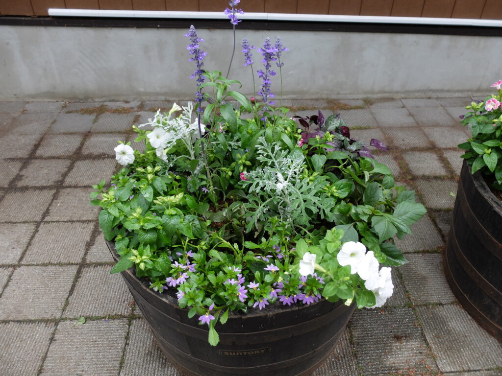 2025年さっぽろまちづくりガーデニング講座課外活動メンテナンス（円山公園①）－メンテナンス後のコンテナの様子