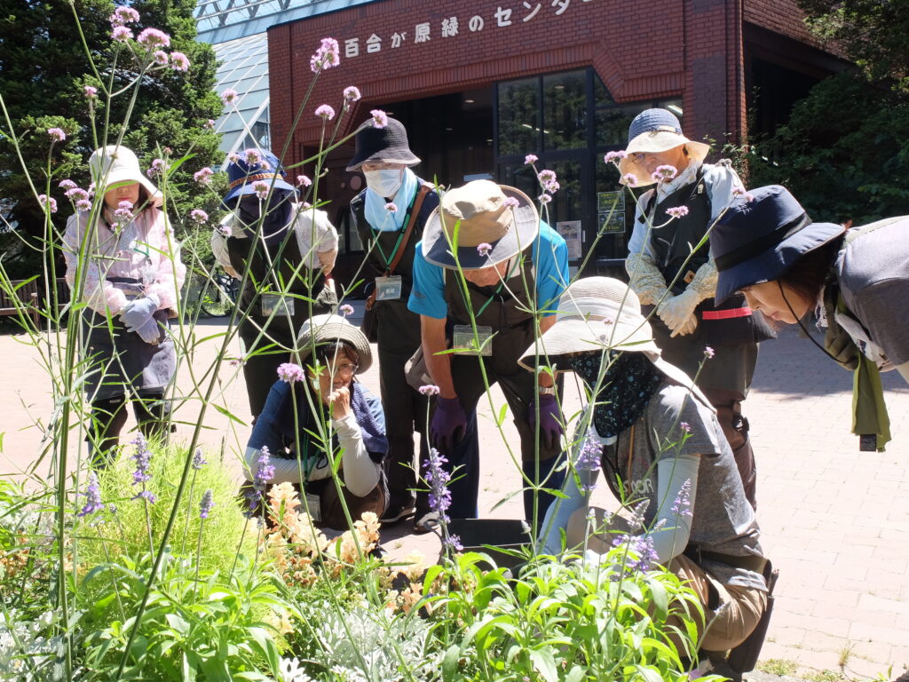 2025年さっぽろまちづくりガーデニング講座課外活動メンテナンス（百合が原公園①）－メンテナンス活動の様子