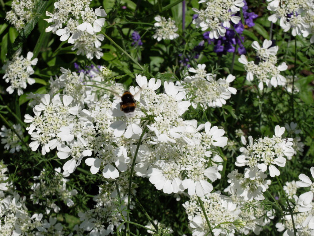 2025年さっぽろまちづくりガーデニング講座課外活動メンテナンス（百合が原公園①）－メンテナンス後のオルラヤの様子