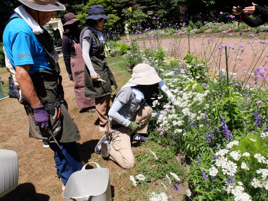 2025年さっぽろまちづくりガーデニング講座課外活動メンテナンス（百合が原公園①）－メンテナンス活動の様子