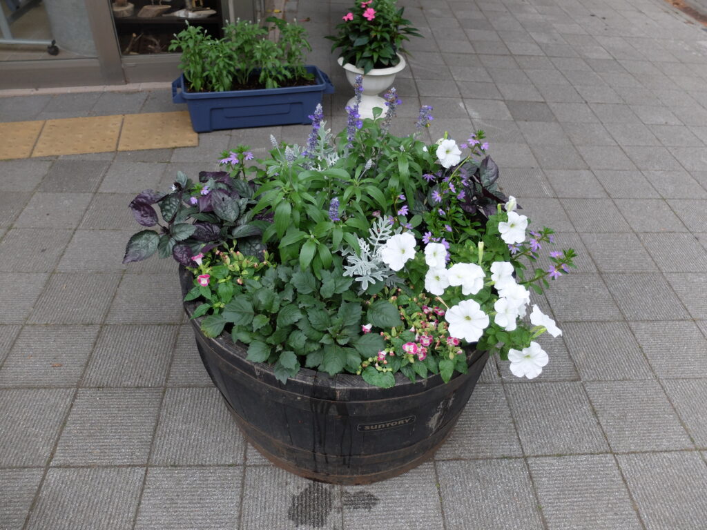 2025年さっぽろまちづくりガーデニング講座課外活動メンテナンス（円山公園②）－メンテナンス前のコンテナの様子