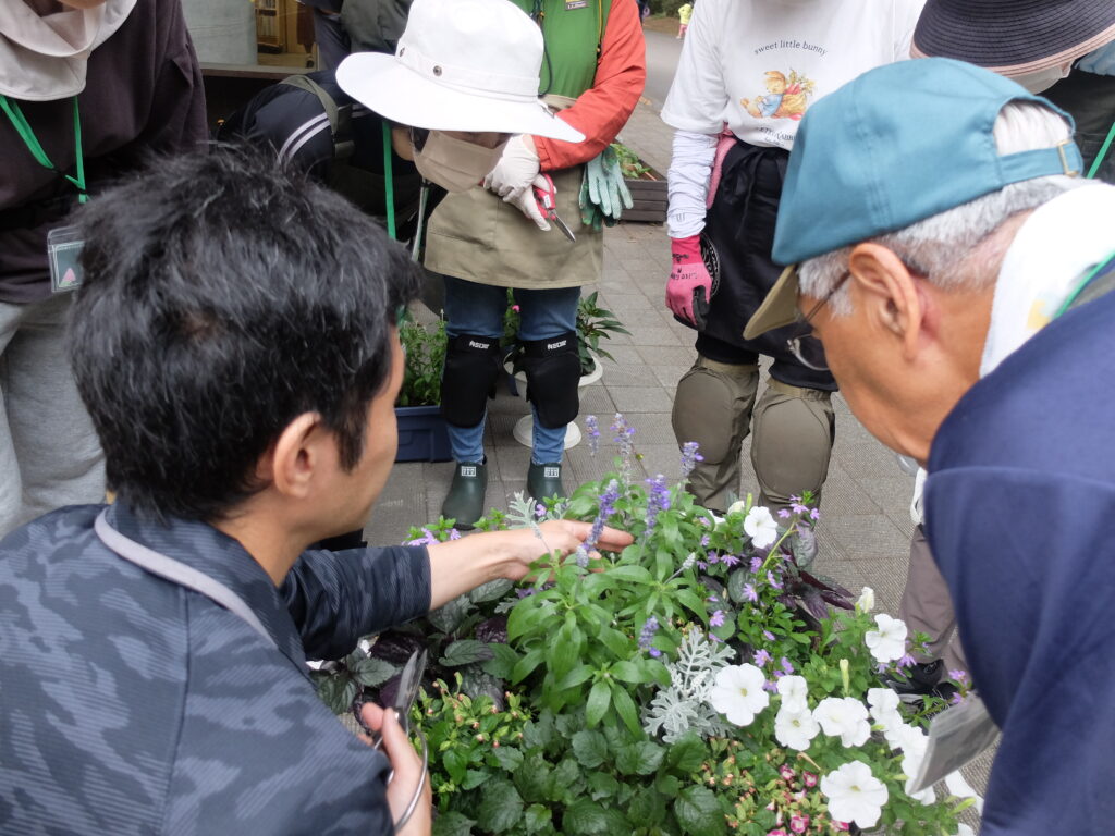 2025年さっぽろまちづくりガーデニング講座課外活動メンテナンス（円山公園②）－メンテナンス活動の様子