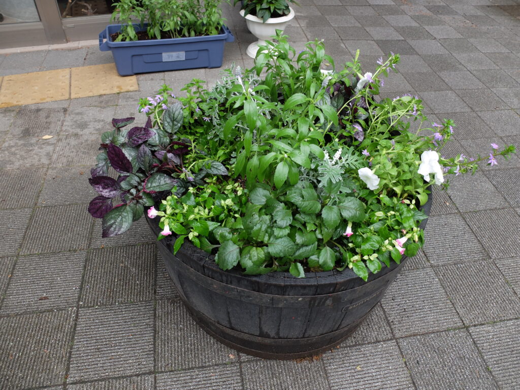 2025年さっぽろまちづくりガーデニング講座課外活動メンテナンス（円山公園②）－メンテナンス後のコンテナの様子