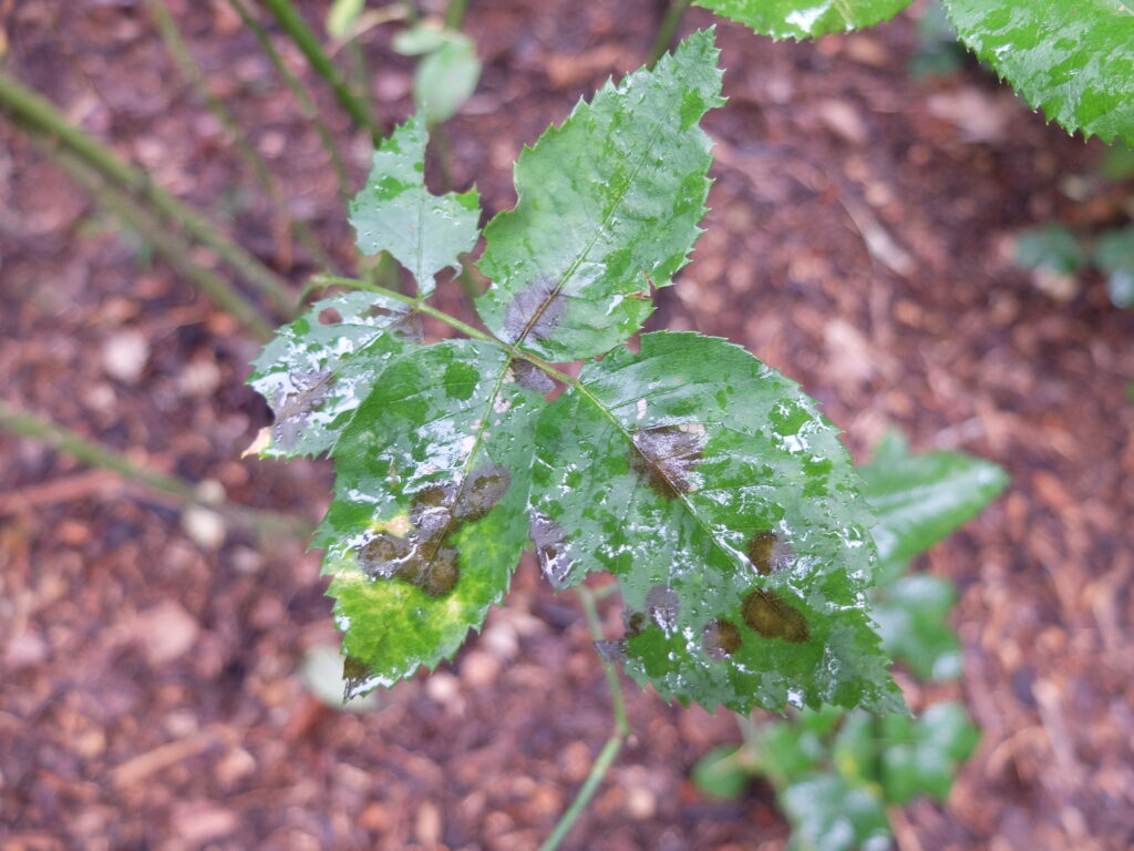 2025年さっぽろまちづくりガーデニング講座第11回目－バラの黒星病