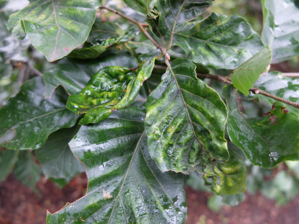 2025年さっぽろまちづくりガーデニング講座第11回目－ライラックのモザイク病の様子