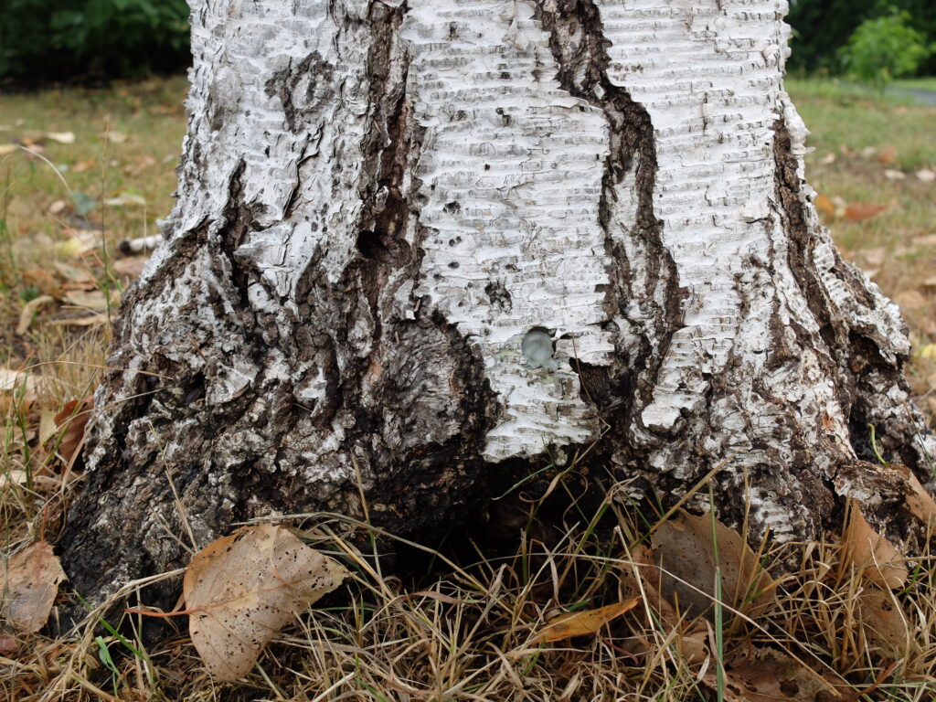 2025年さっぽろまちづくりガーデニング講座第11回目－カミキリムシによる食害に遭っているシラカバ