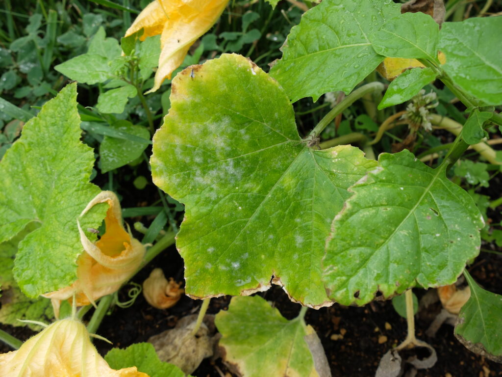 2025年さっぽろまちづくりガーデニング講座第11回目－カボチャのうどんこ病の様子