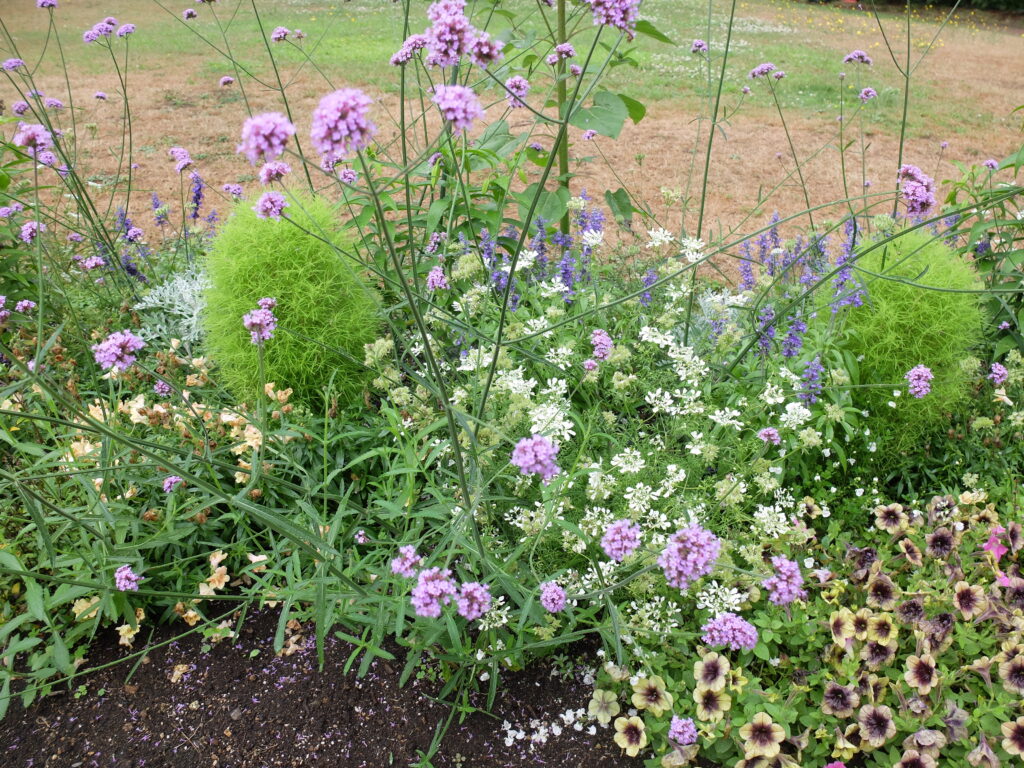百合が原公園　温室前一年草花壇の様子