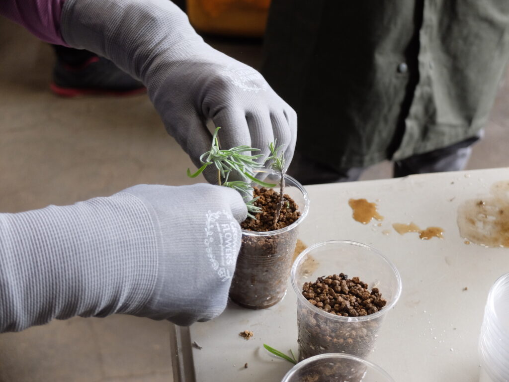 2025年さっぽろまちづくりガーデニング講座第12回目－実習風景