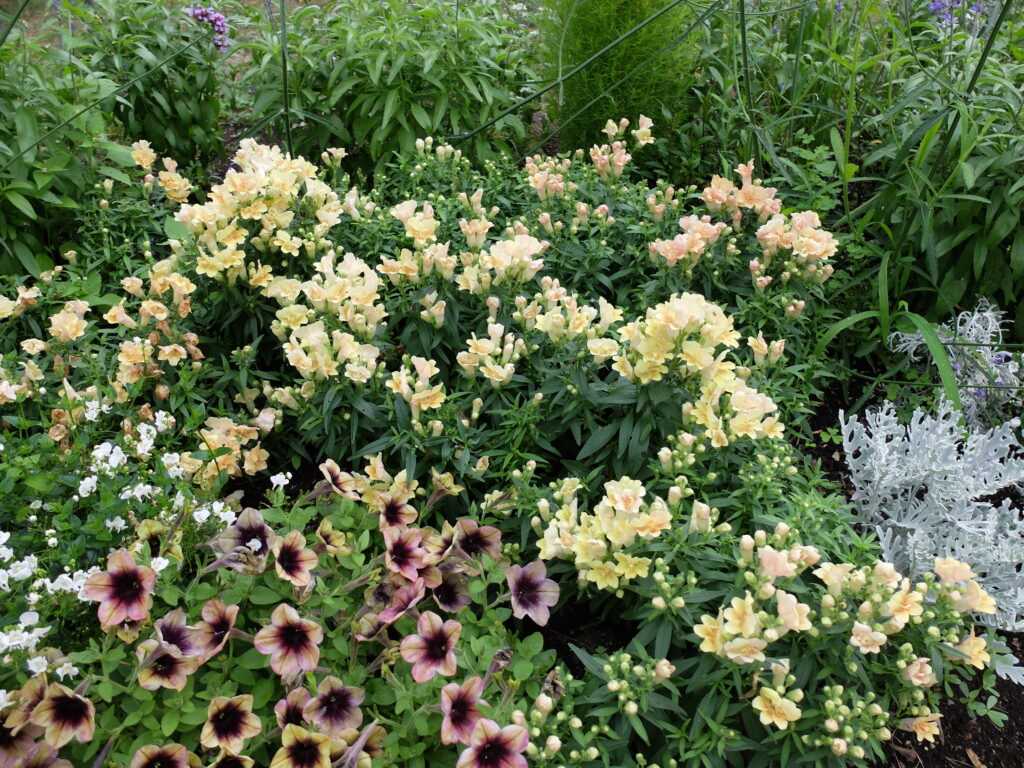 百合が原公園　温室前一年草花壇の様子（キンギョソウ）