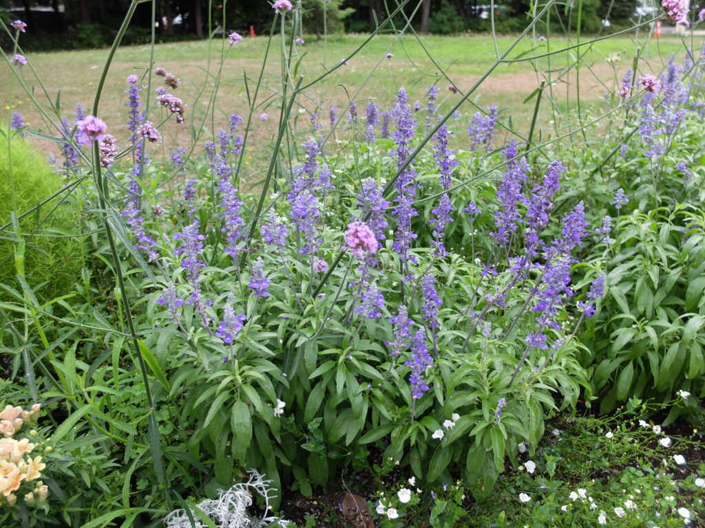百合が原公園　温室前一年草花壇の様子（サルビアファリナセア）