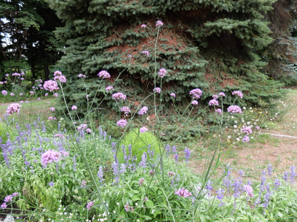 百合が原公園　温室前一年草花壇の様子（バーベナボナリエンシス）