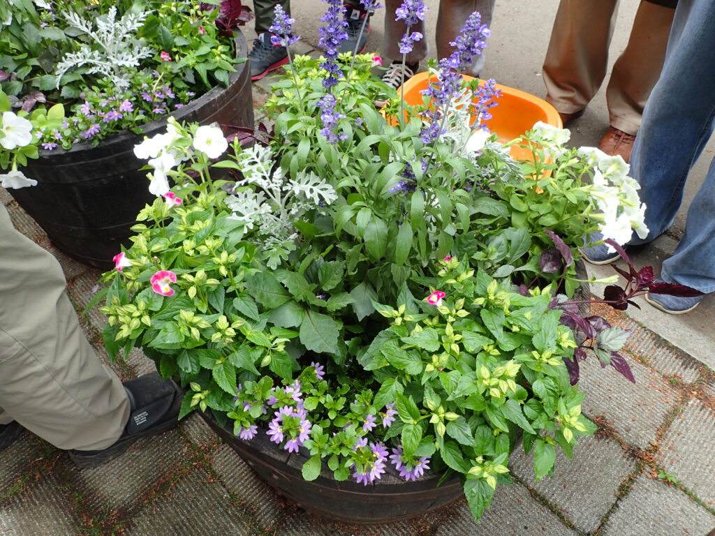 2025年さっぽろまちづくりガーデニング講座課外活動メンテナンス（円山公園①）－メンテナンス前のコンテナの様子