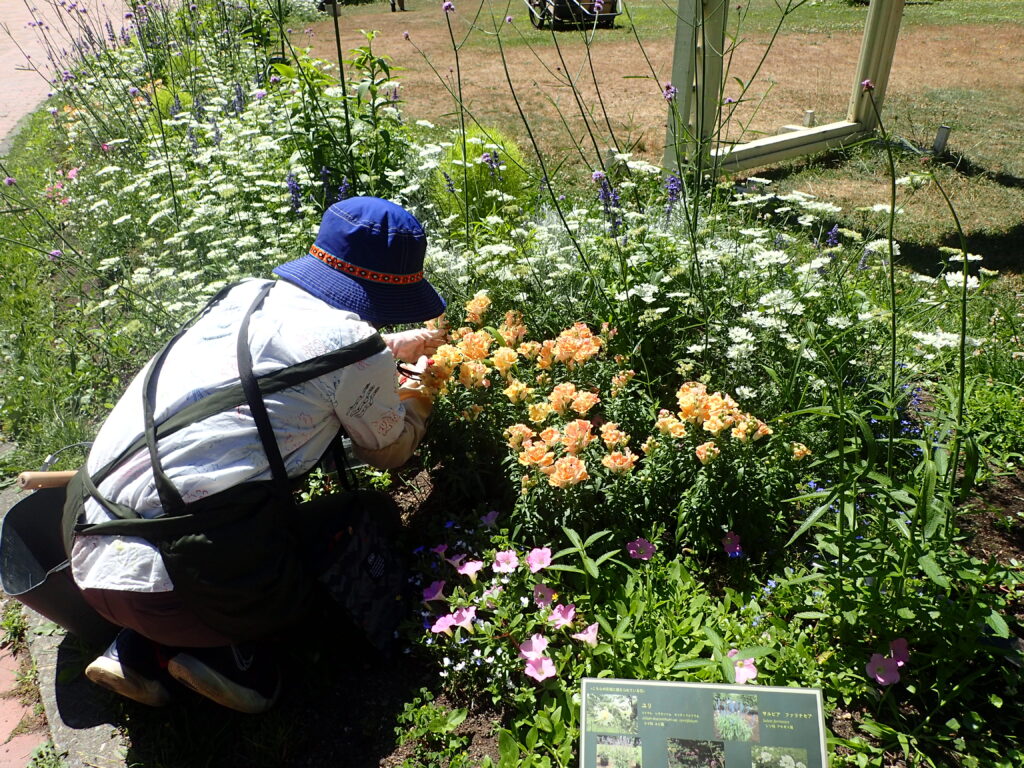 2025年さっぽろまちづくりガーデニング講座課外活動メンテナンス（百合が原公園①）－メンテナンス活動の様子